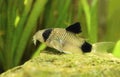 Very cute little aquarium fish Corydoras panda Royalty Free Stock Photo