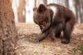 A very cute little brown bear cub is digging in the forest under a tree.