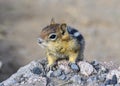 Very cute little chipmunk portrait