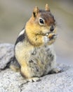 Very cute little chipmunk portrait