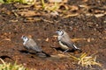 Double-barred Finch in Queensland Australia Royalty Free Stock Photo