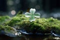 A very cute little Shamrock bird in a mossy forest