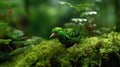 A Very Cute Little Shamrock Bird In A Mossy Forest Blurry Background