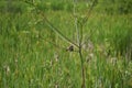 little sparrow on tree