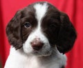 A very cute liver and white working type english springer spaniel pet gundog puppy