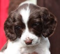 A very cute liver and white working type english springer spaniel pet gundog puppy Royalty Free Stock Photo