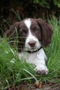 A very cute liver and white working type english springer spaniel pet gundog puppy