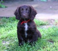 A very cute liver working cocker spaniel pet gundog