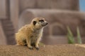 Very cute meerkat close up,