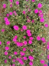 Mini tiny pink flowers are Royalty Free Stock Photo