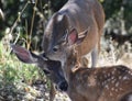 Very Cute Moment With Mother Deer Cleaning Baby Fawn Royalty Free Stock Photo