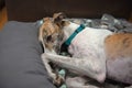 Very cute pet greyhound lies on her side in a comfy grey dog bed Royalty Free Stock Photo