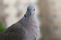 Very cute pigeon looking at camera Royalty Free Stock Photo