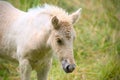 A very cute and awesome bright, white icelandic horse foal in the meadow Royalty Free Stock Photo