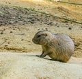 Very cute prairie dog on a rock in close up adorable rodent animal portrait Royalty Free Stock Photo