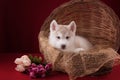 Very cute puppy Husky in the Studio with