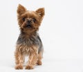 Very cute puppy of the Yorkshire Terrier Royalty Free Stock Photo