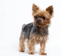 Very cute puppy of the Yorkshire Terrier Royalty Free Stock Photo