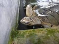 very cute rare turtle