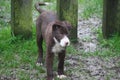 very Cute red and white border collie puppy dog pet