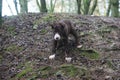 Very Cute red and white border collie puppy dog pet