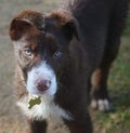 Very Cute red and white border collie puppy dog pet