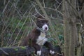 Very Cute red and white border collie puppy dog pet