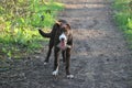 Very Cute red and white border collie puppy dog pet