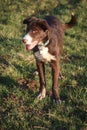 Very Cute red and white border collie puppy dog pet