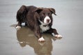 A very Cute red and white border collie puppy dog pet