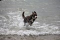 A very Cute red and white border collie puppy dog pet