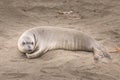 Very cute sea lion baby on the beach of the Sea Lion Point, California Royalty Free Stock Photo