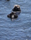 Very Cute Sea Otter Floating on his Back Royalty Free Stock Photo