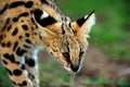A very cute serval cat Royalty Free Stock Photo