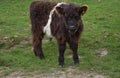 Very Cute Shaggy Brown and White Belted Galloway Calf