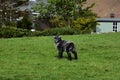 Very Cute Shaggy Grey and Black Baby Sheep Royalty Free Stock Photo