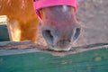 A very cute shetland pony horse standing on soil in its barn covered by fences made of wooden material. Royalty Free Stock Photo