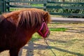 A very cute shetland pony horse standing on soil in its barn covered by fences made of wooden material.