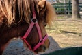 A very cute shetland pony horse standing on soil in its barn covered by fences made of wooden material.