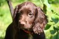 A very cute smal liver working cocker spaniel pet gundog