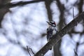 Very cute smal woodpecker looking for bugs