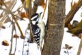 Very cute smal woodpecker looking for bugs