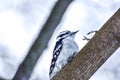 Very cute smal woodpecker looking for bugs