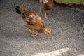 Small Cute Baby Chick Pecking the Earth