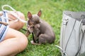 Very cute small dog chihuahua or toy terrier sitting on the grass near girl with a Hand Bag. Selected focus