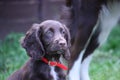 A very cute small liver working cocker spaniel pet gundog with red collar