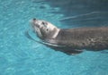 Very cute spotted seal pops up in the waves