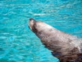 Very cute spotted seal pops up in the waves