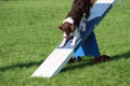 A very cute springer cross collie dog on agility equipment Royalty Free Stock Photo