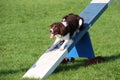 very cute springer cross collie dog on agility equipment Royalty Free Stock Photo